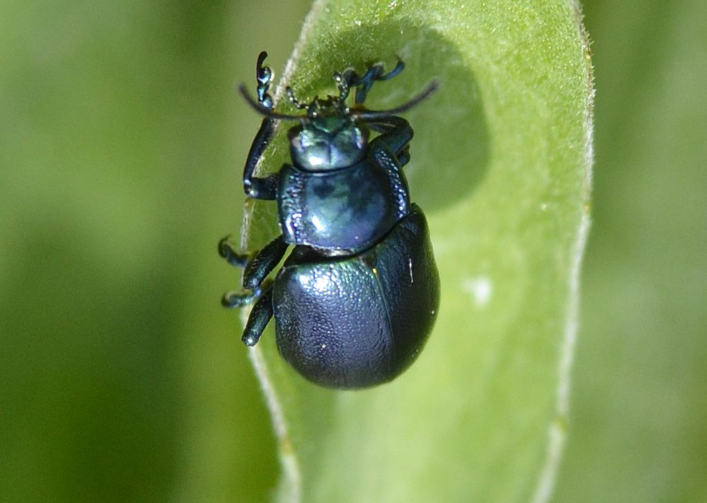 Chrysomelidae:  Oreina sp.